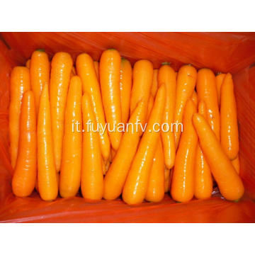 2018 carota fresca dello shandong